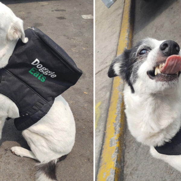 Un trabajo muy "perrón" llega "Doggie Eats"