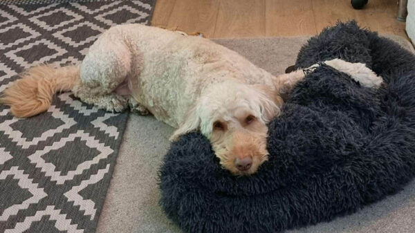 Las manías de nuestras mascotas suelen llenarnos de alegría y más si estas van acompañadas de amor, ese es el caso de la perrita Dora