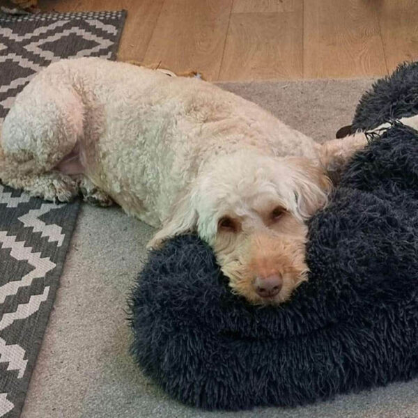 Las manías de nuestras mascotas suelen llenarnos de alegría y más si estas van acompañadas de amor, ese es el caso de la perrita Dora