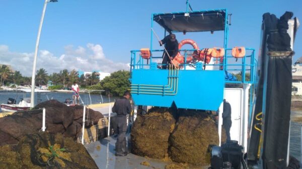 Nuevos lineamientos para la recolección de Sargazo en Quintana Roo; presentan las Secretaría de Marina y Medio Ambiente estrategias para contención de macroalgas..