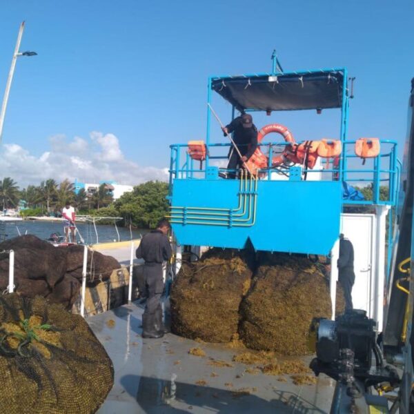 Nuevos lineamientos para la recolección de Sargazo en Quintana Roo; presentan las Secretaría de Marina y Medio Ambiente estrategias para contención de macroalgas..