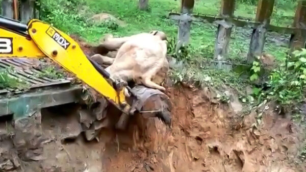 Ayudar a los animales en aprietos puede ser satisfactorio, pero que esto muestren una actitud de agradecimiento es inusual, ese es el caso de un elefante de la India
