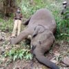 Por la caída de un rayo al menos 18 elefantes podrían haber muerto en el noreste de la India, informaron autoridades locales