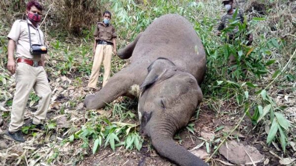 Por la caída de un rayo al menos 18 elefantes podrían haber muerto en el noreste de la India, informaron autoridades locales