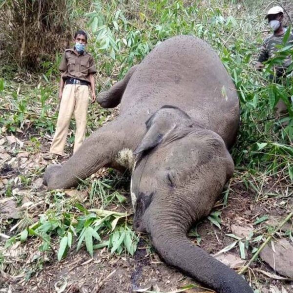Por la caída de un rayo al menos 18 elefantes podrían haber muerto en el noreste de la India, informaron autoridades locales
