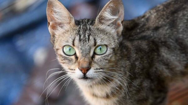 El caso de una anciana que murió en su casa sin que nadie se percatara del hecho, se viraliza, ya que parte de su cuerpo fue devorado por sus siete gatos