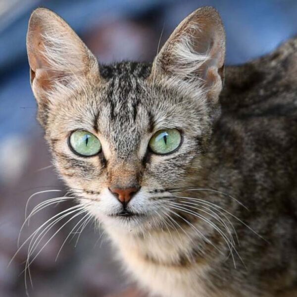 El caso de una anciana que murió en su casa sin que nadie se percatara del hecho, se viraliza, ya que parte de su cuerpo fue devorado por sus siete gatos