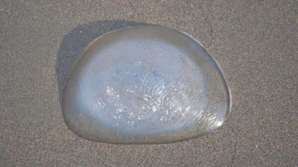 En redes sociales se viraliza la fotografía de una supuesta medusa traslúcida que arrojó el mar a una playa de Coatzacoalcos, Veracruz