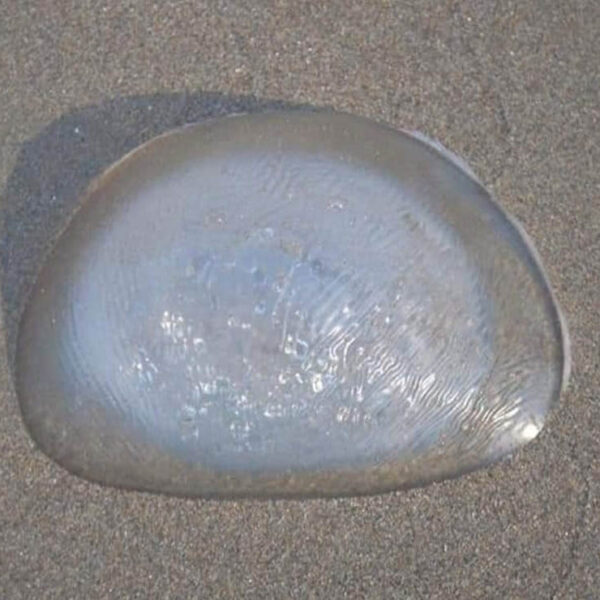 En redes sociales se viraliza la fotografía de una supuesta medusa traslúcida que arrojó el mar a una playa de Coatzacoalcos, Veracruz