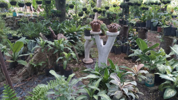 Productoras de plantas de ornato piden proyectos al gobierno