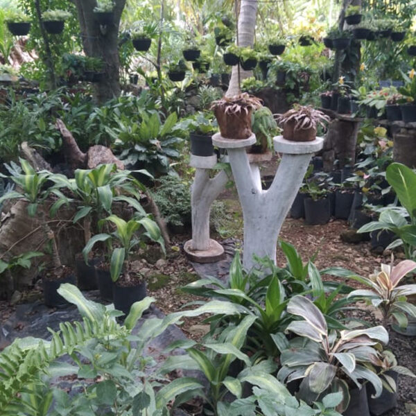 Productoras de plantas de ornato piden proyectos al gobierno