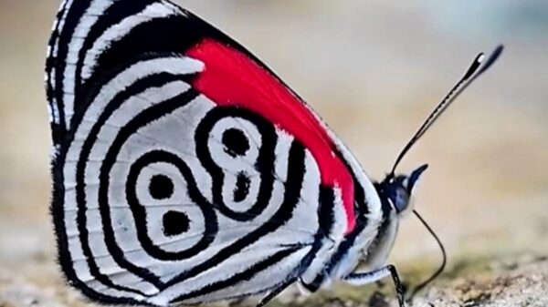 Captan a extraña mariposa con el número 88 plasmadas en sus alas