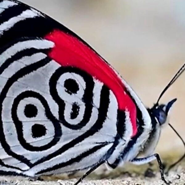 Captan a extraña mariposa con el número 88 plasmadas en sus alas