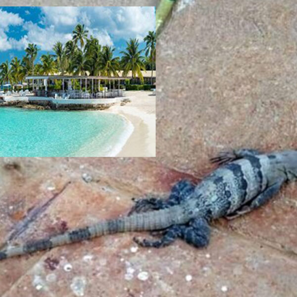 Acusan a hotel de Cozumel por masacre de iguanas