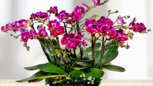 Estas plantas protegen tu casa de malas vibras