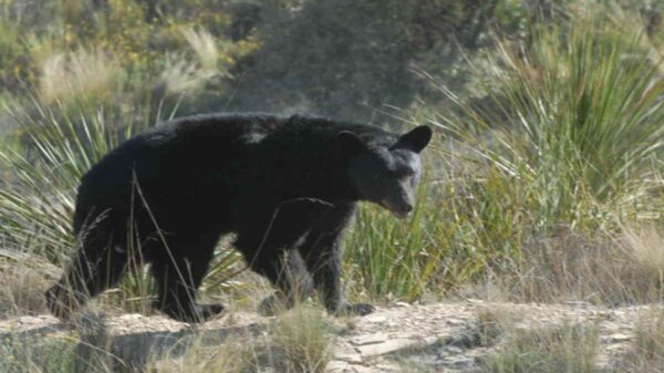 Autoridades alertaron a los ganaderos por el avistamiento de osos negros, los cuales atacaron a ganado y caballos de la región