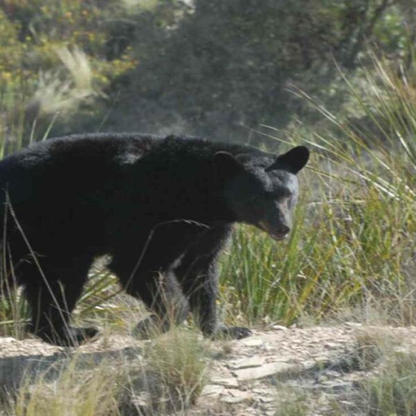 Autoridades alertaron a los ganaderos por el avistamiento de osos negros, los cuales atacaron a ganado y caballos de la región