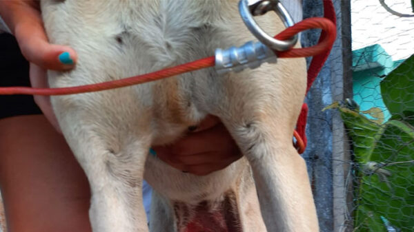 Maltrato animal: Despellejan viva a perrita callejera en Chetumal.