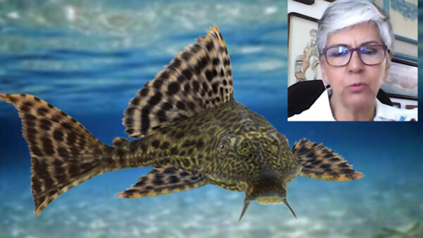 Buscan acabar con Pez Diablo en el Sur de Quintana Roo