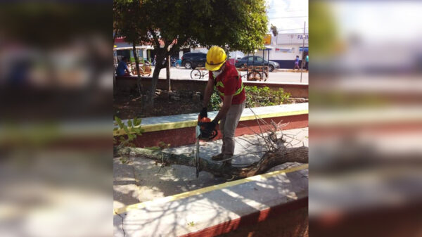 Realizan poda de vegetación riesgosa en Kantunilkín