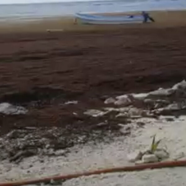 Mahahual inundado en interminable mar de sargazo