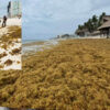 Desborda sargazo playas de Quintana Roo