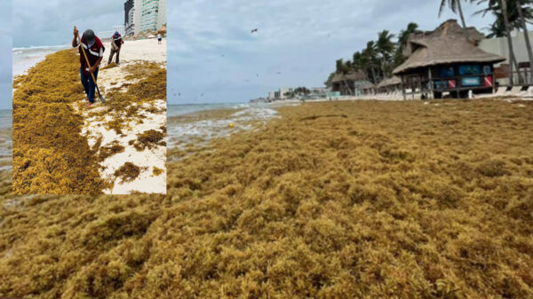 Desborda sargazo playas de Quintana Roo