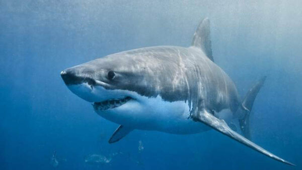 Para las incursiones de larga distancia a través del mar, los tiburones dependen de los campos magnéticos de la Tierra, reveló un estudio publicado en Current Biology