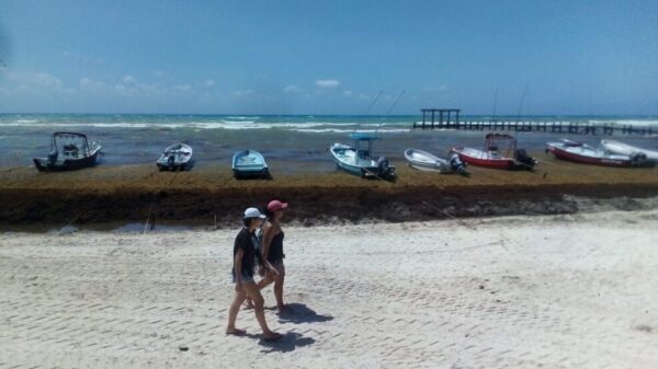 Sargazo afecta a pequeños hoteles de Playa del Carmen.