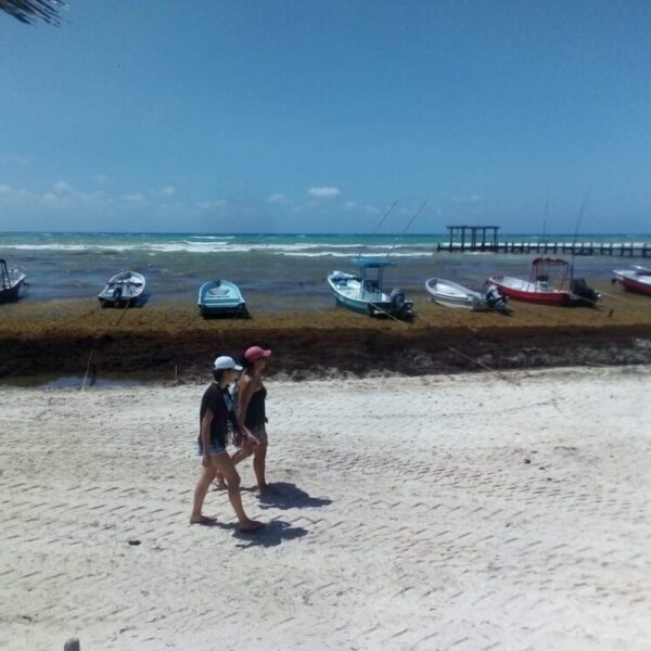 Sargazo afecta a pequeños hoteles de Playa del Carmen.