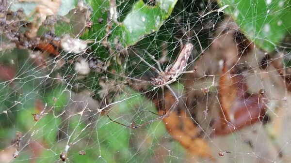Detectan en otros países fenómeno de telarañas gigantes que se da en Chetumal.