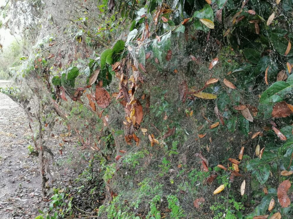 Detectan en otros países fenómeno de telarañas gigantes que se da en Chetumal; especialistas lo atribuyen a la grave contaminación.