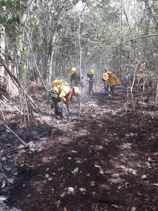 Afectadas 942 hectáreas de vegetación por 23 incendios forestales en Quintana Roo; actualmente tres se encuentran activos en Playa y Cancún.