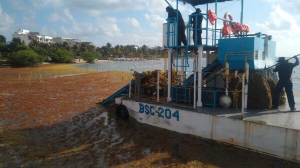 Recolecta Semar más de 10 mil toneladas de sargazo en Quintana Roo.