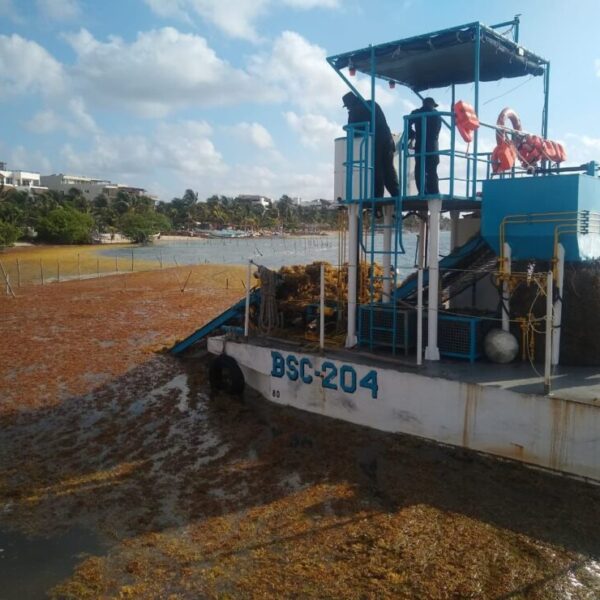 Recolecta Semar más de 10 mil toneladas de sargazo en Quintana Roo.