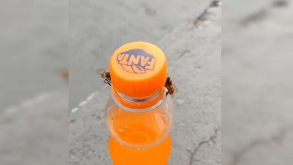 Un video en el que se muestra como dos abejas trabajan en equipo para robarse un poco de refresco ha generado infinidad de reacciones entre los internautas