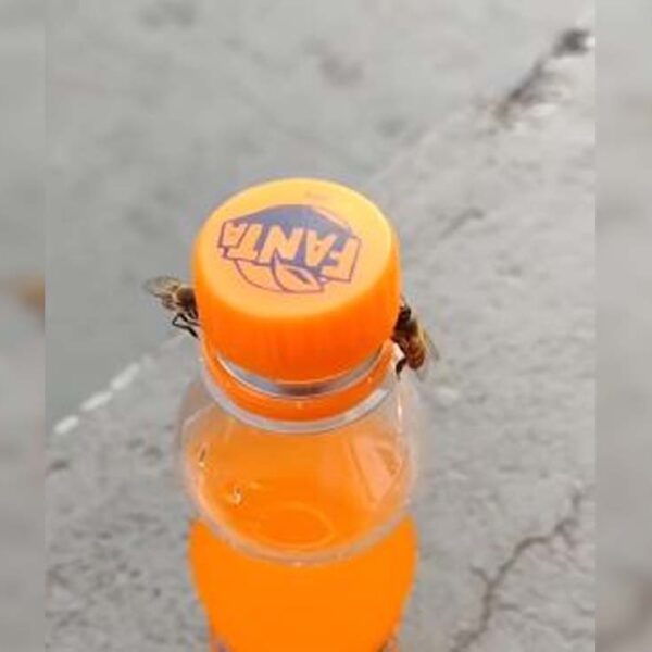 Un video en el que se muestra como dos abejas trabajan en equipo para robarse un poco de refresco ha generado infinidad de reacciones entre los internautas