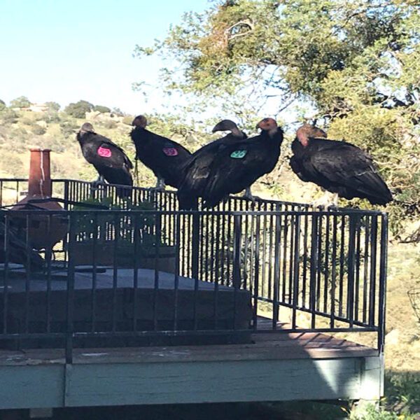 A veces el comportamiento de los animales parece no tener sentido y eso es justamente lo que pasó con una bandada de entre 15 a 20 cóndores