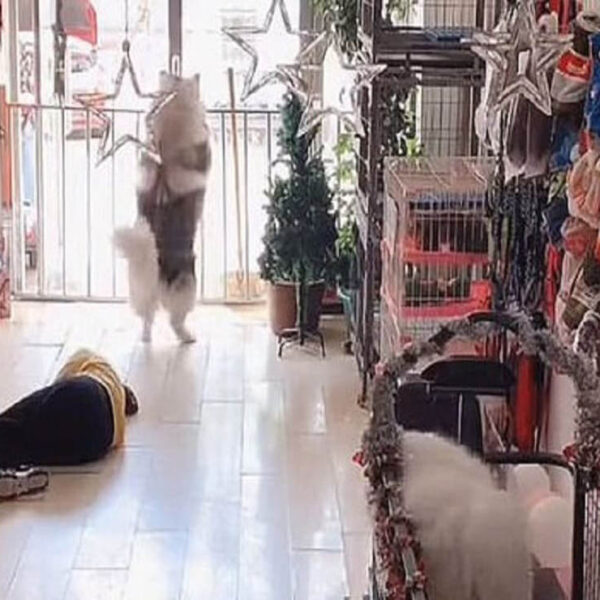 Los perros no dejan de sorprendernos por amor incondicional y sus habilidades, pero en esta ocasión este peludo demostró ser un verdadero héroe