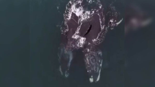 En video quedó captado el momento en que dos ballenas francas “se abrazan” nadando en la bahía de Cape Cod, en la costa atlántica de EU