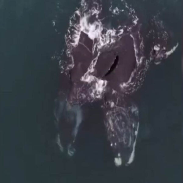 En video quedó captado el momento en que dos ballenas francas “se abrazan” nadando en la bahía de Cape Cod, en la costa atlántica de EU