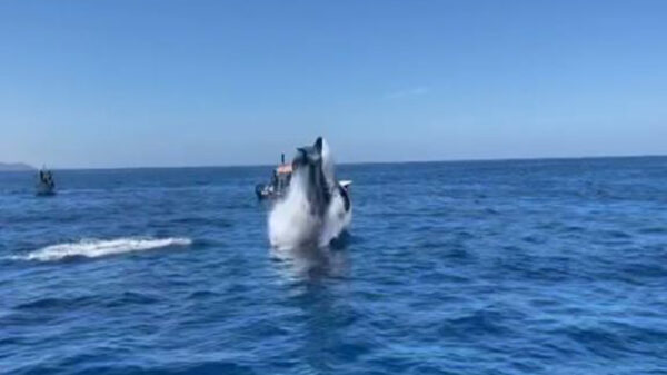 El impactante momento en que una orca salta varios metros y golpea a un delfín en pleno aire fue captado en video, el cual se populariza