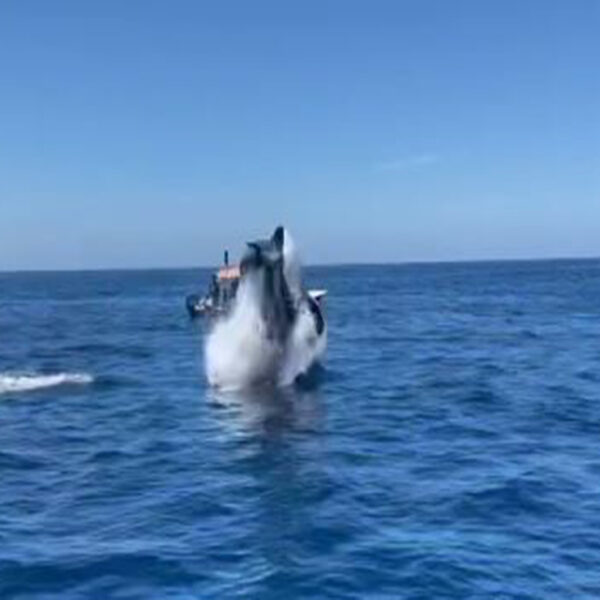 El impactante momento en que una orca salta varios metros y golpea a un delfín en pleno aire fue captado en video, el cual se populariza