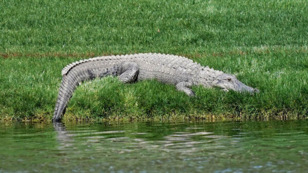 Es común que los cocodrilos salgan de su hábitat y deambulen por las calles, pero en esta ocasión bastó un escobazo para someter al reptil