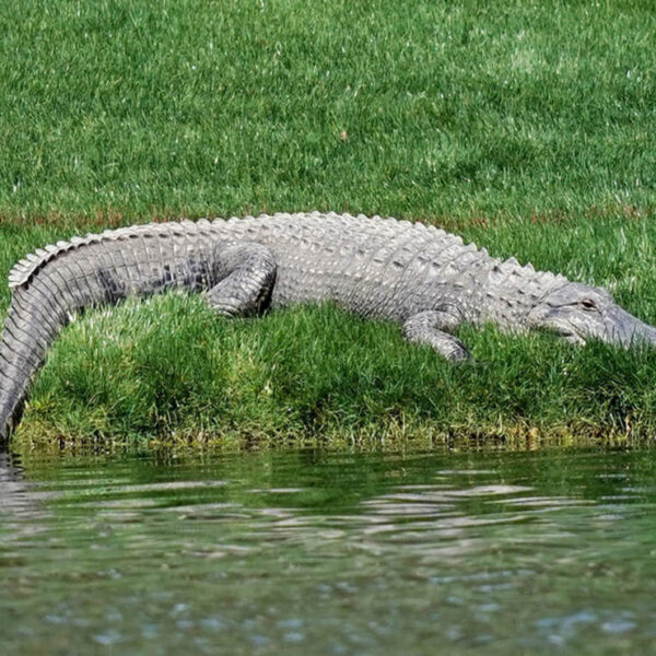 Es común que los cocodrilos salgan de su hábitat y deambulen por las calles, pero en esta ocasión bastó un escobazo para someter al reptil