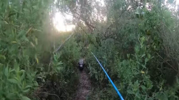 Tommy, nunca imaginó que salir a pescar le dejarían una terrible experiencia, pues terminó siendo perseguido por un cocodrilo de tres metros