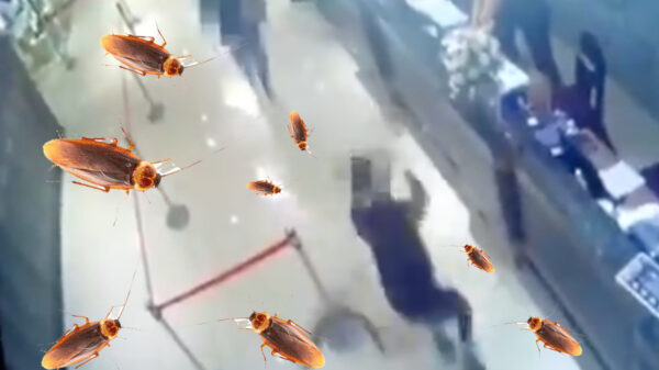 Video: Criminales lanzan "bomba" de cientos de cucarachas a restaurante