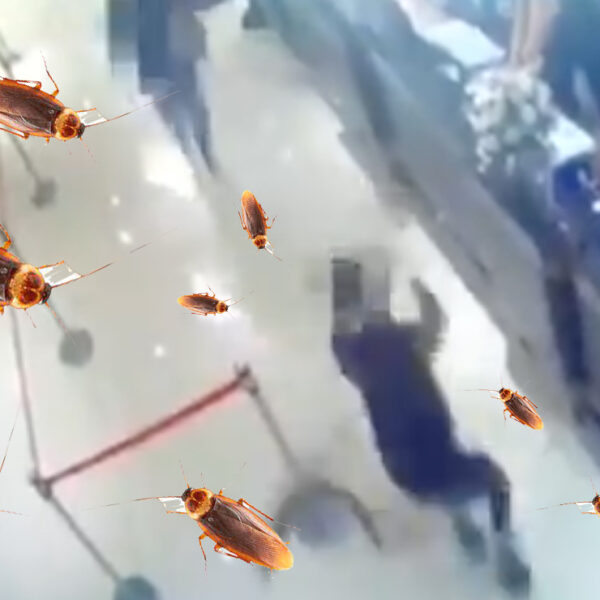 Video: Criminales lanzan "bomba" de cientos de cucarachas a restaurante