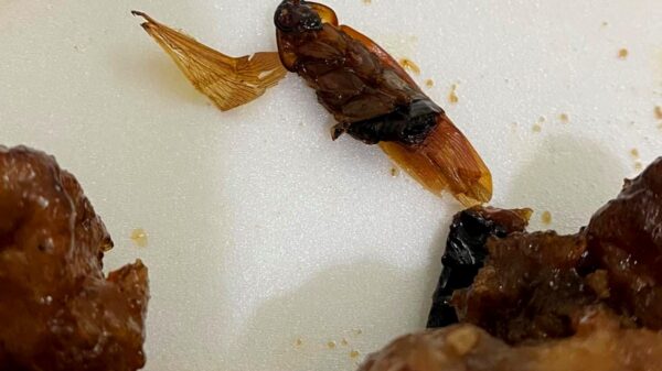 Mérida: Joven compra comida y encuentra al interior de su platillo una cucaracha