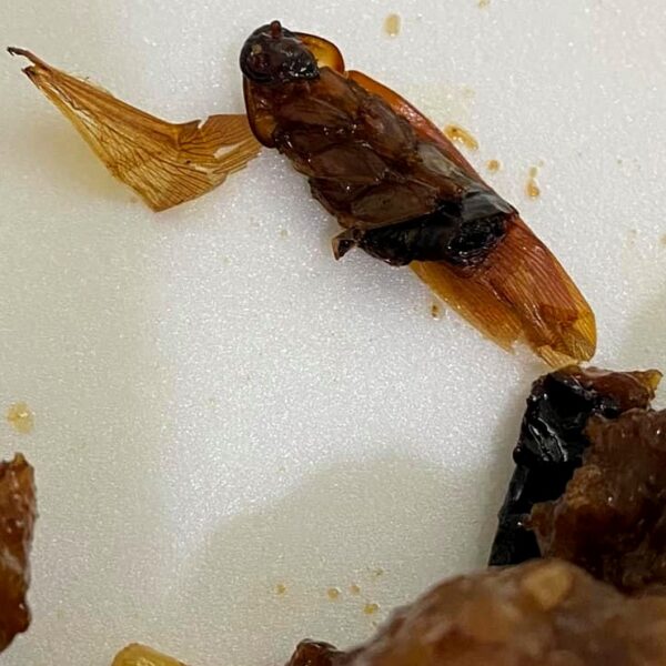 Mérida: Joven compra comida y encuentra al interior de su platillo una cucaracha